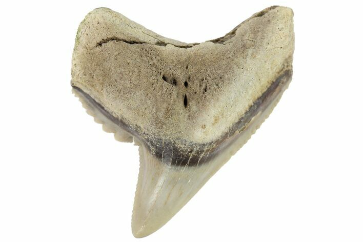 Fossil Tiger Shark (Galeocerdo) Tooth - Aurora, NC #179008
